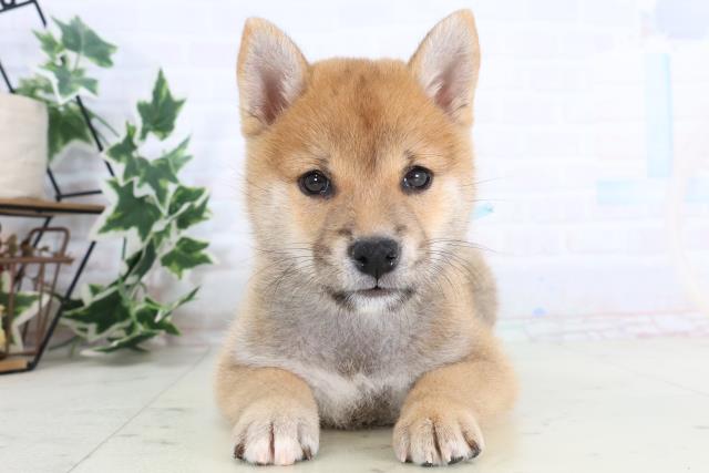 広島県の柴犬(標準サイズ) (Coo&RIKU広島中央店/2025年11月19日生まれ/男の子/赤)の子犬の1枚目の画像