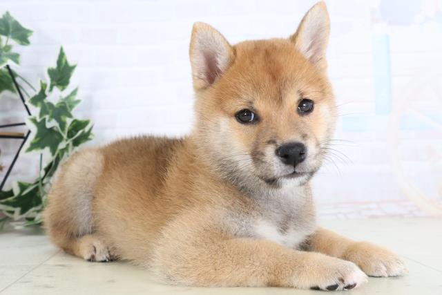 広島県の柴犬(標準サイズ) (Coo&RIKU広島中央店/2025年11月19日生まれ/男の子/赤)の子犬の2枚目の画像