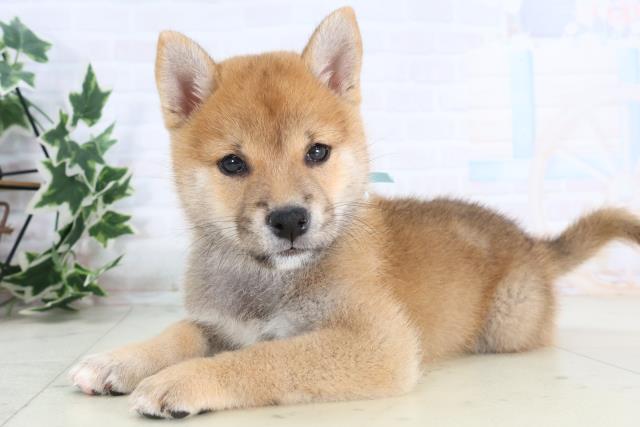 広島県の柴犬(標準サイズ) (Coo&RIKU広島中央店/2025年11月19日生まれ/男の子/赤)の子犬の3枚目の画像