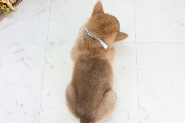 広島県の柴犬(標準サイズ) (Coo&RIKU広島中央店/2025年11月19日生まれ/男の子/赤)の子犬の4枚目の画像