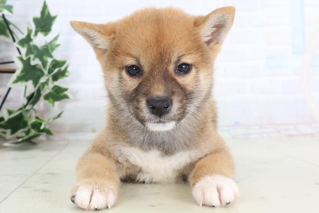 徳島県の柴犬(標準サイズ) (Coo&RIKU徳島店/2025年11月19日生まれ/男の子/赤)の子犬の1枚目の画像