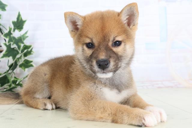 徳島県の柴犬(標準サイズ) (Coo&RIKU徳島店/2025年11月19日生まれ/男の子/赤)の子犬の2枚目の画像