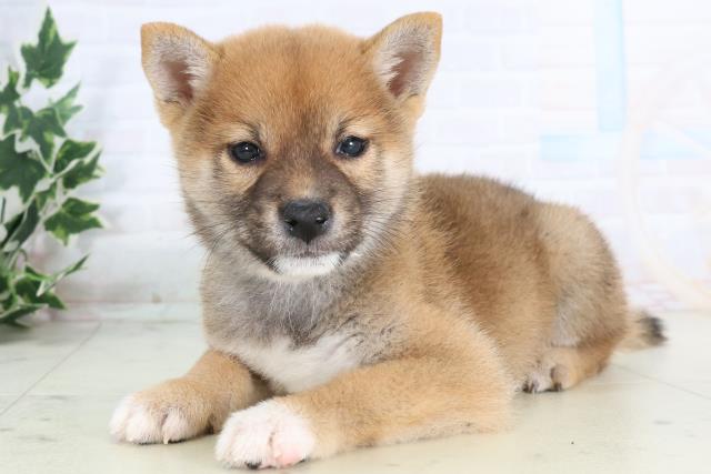 徳島県の柴犬(標準サイズ) (Coo&RIKU徳島店/2025年11月19日生まれ/男の子/赤)の子犬の3枚目の画像