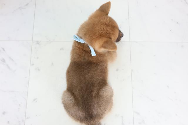 徳島県の柴犬(標準サイズ) (Coo&RIKU徳島店/2025年11月19日生まれ/男の子/赤)の子犬の4枚目の画像