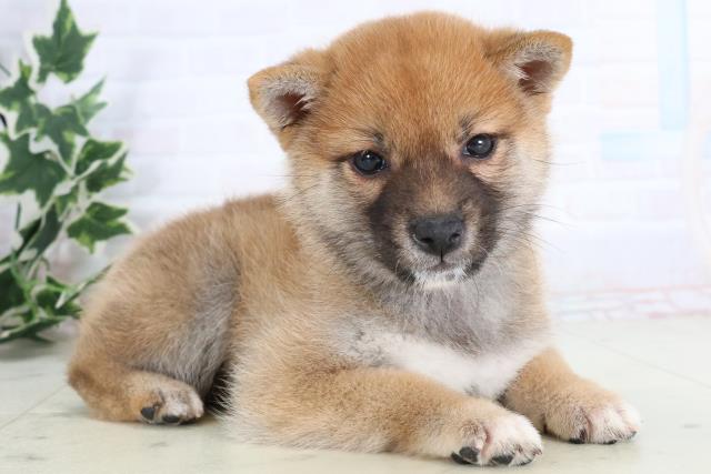 広島県の柴犬(標準サイズ) (Coo&RIKUゆめタウン大竹店/2025年11月19日生まれ/女の子/赤)の子犬の2枚目の画像