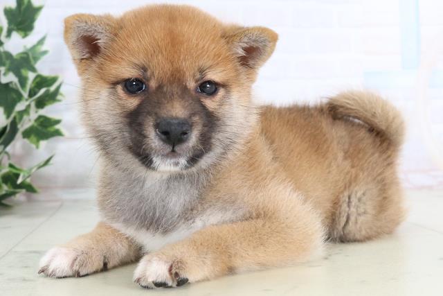 広島県の柴犬(標準サイズ) (Coo&RIKUゆめタウン大竹店/2025年11月19日生まれ/女の子/赤)の子犬の3枚目の画像