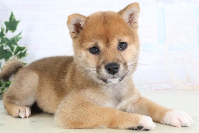 高知県の柴犬(標準サイズ) (Coo&RIKU高知御座店/2025年11月19日生まれ/女の子/赤)の子犬の2枚目の画像