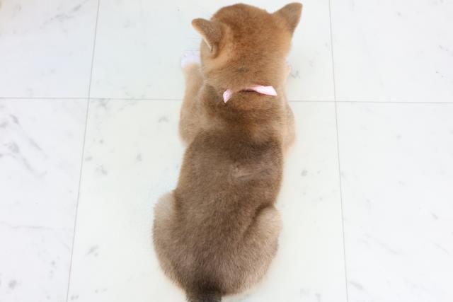 高知県の柴犬(標準サイズ) (Coo&RIKU高知御座店/2025年11月19日生まれ/女の子/赤)の子犬の4枚目の画像