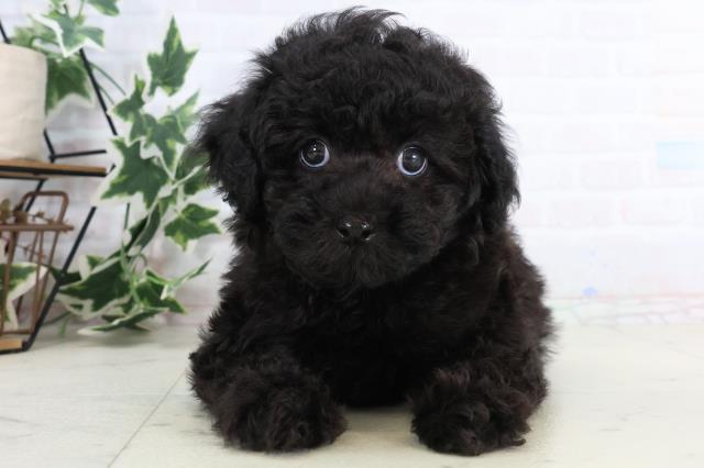 山口県のトイプードル(トイ) (Coo&RIKUサンパークあじす店/2025年11月19日生まれ/男の子/ブラック)の子犬の1枚目の画像