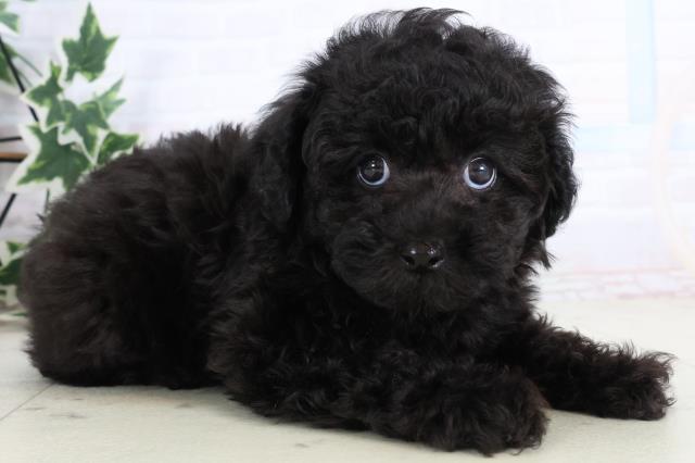 山口県のトイプードル(トイ) (Coo&RIKUサンパークあじす店/2025年11月19日生まれ/男の子/ブラック)の子犬の2枚目の画像