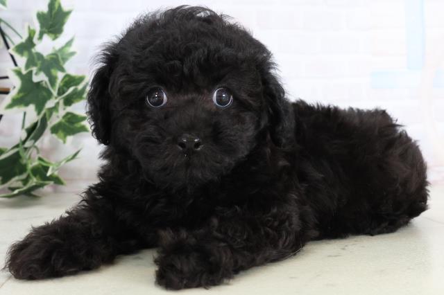 山口県のトイプードル(トイ) (Coo&RIKUサンパークあじす店/2025年11月19日生まれ/男の子/ブラック)の子犬の3枚目の画像