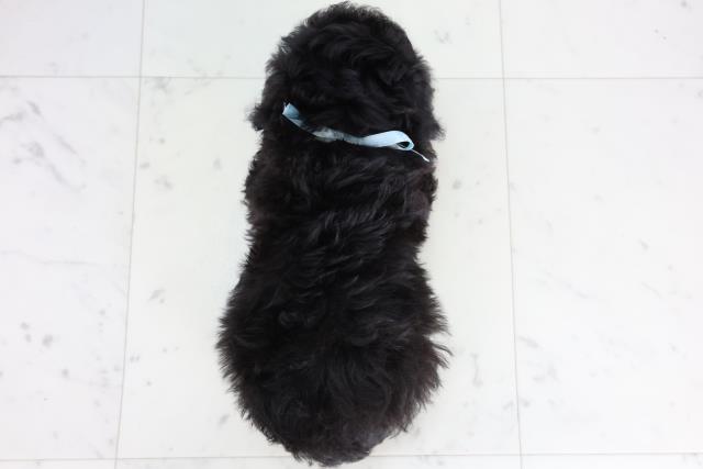 山口県のトイプードル(トイ) (Coo&RIKUサンパークあじす店/2025年11月19日生まれ/男の子/ブラック)の子犬の4枚目の画像