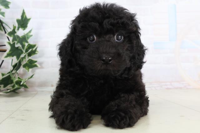 広島県のトイプードル(トイ) (Coo&RIKU東広島店/2025年11月19日生まれ/男の子/ブラック)の子犬の1枚目の画像