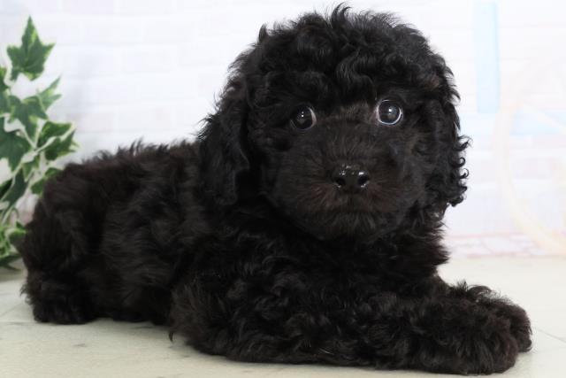 広島県のトイプードル(トイ) (Coo&RIKU東広島店/2025年11月19日生まれ/男の子/ブラック)の子犬の2枚目の画像