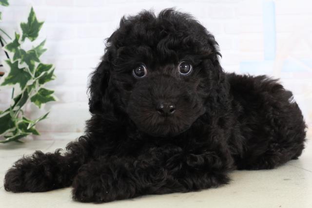 広島県のトイプードル(トイ) (Coo&RIKU東広島店/2025年11月19日生まれ/男の子/ブラック)の子犬の3枚目の画像