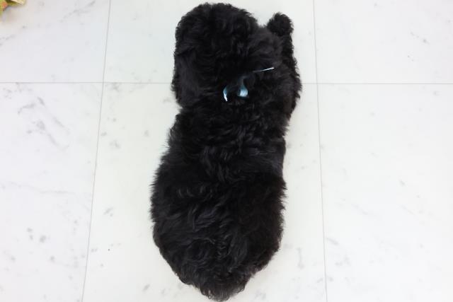 広島県のトイプードル(トイ) (Coo&RIKU東広島店/2025年11月19日生まれ/男の子/ブラック)の子犬の4枚目の画像