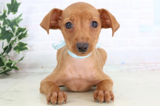 福岡県のミニチュアピンシャー (Coo&RIKU福岡西店/2025年11月20日生まれ/男の子/レッド)の子犬の1枚目の画像