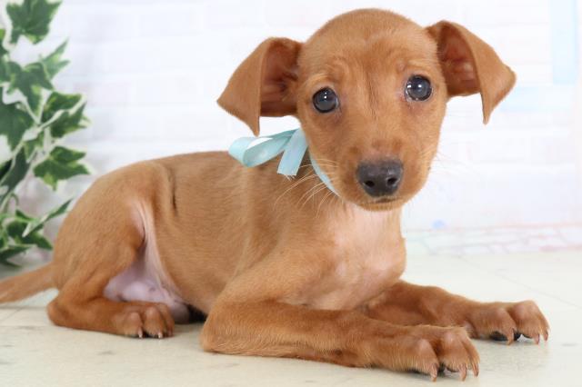 福岡県のミニチュアピンシャー (Coo&RIKU福岡西店/2025年11月20日生まれ/男の子/レッド)の子犬の2枚目の画像