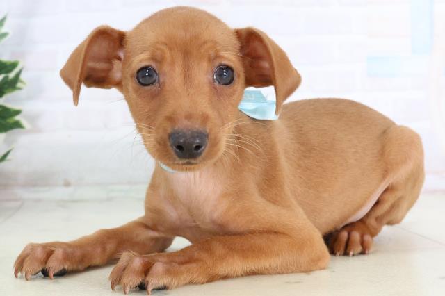 福岡県のミニチュアピンシャー (Coo&RIKU福岡西店/2025年11月20日生まれ/男の子/レッド)の子犬の3枚目の画像