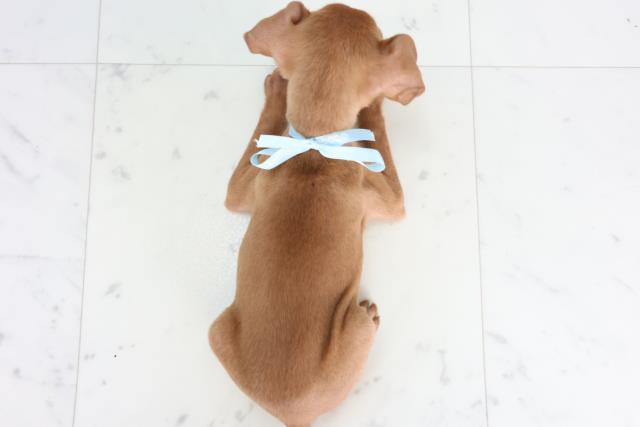 福岡県のミニチュアピンシャー (Coo&RIKU福岡西店/2025年11月20日生まれ/男の子/レッド)の子犬の4枚目の画像