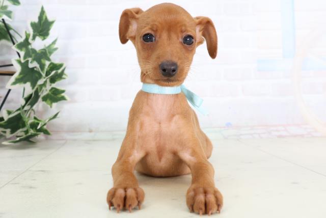 熊本県のミニチュアピンシャー (Coo&RIKU宇土シティモール店/2025年11月20日生まれ/男の子/レッド)の子犬