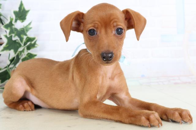 熊本県のミニチュアピンシャー (Coo&RIKU宇土シティモール店/2025年11月20日生まれ/男の子/レッド)の子犬の2枚目の画像