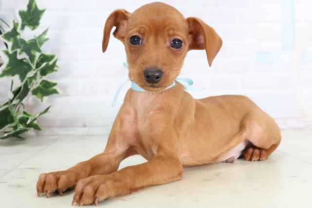 熊本県のミニチュアピンシャー (Coo&RIKU宇土シティモール店/2025年11月20日生まれ/男の子/レッド)の子犬の3枚目の画像