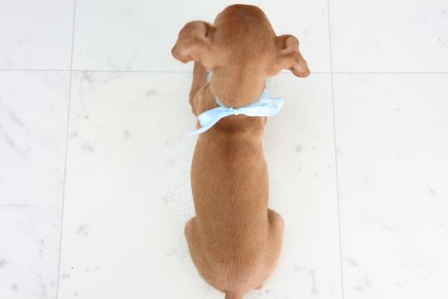 熊本県のミニチュアピンシャー (Coo&RIKU宇土シティモール店/2025年11月20日生まれ/男の子/レッド)の子犬の4枚目の画像