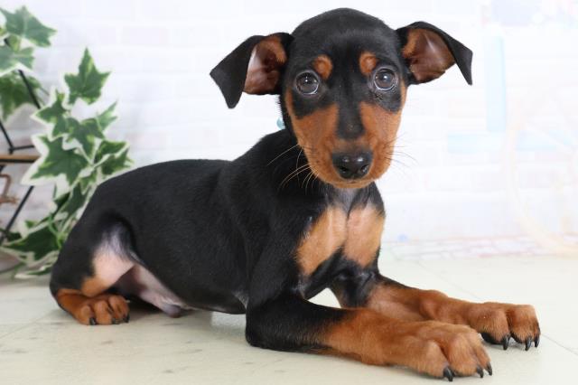 福岡県のミニチュアピンシャー (Coo&RIKU福岡古賀店/2025年11月20日生まれ/男の子/ブラックタン)の子犬の2枚目の画像