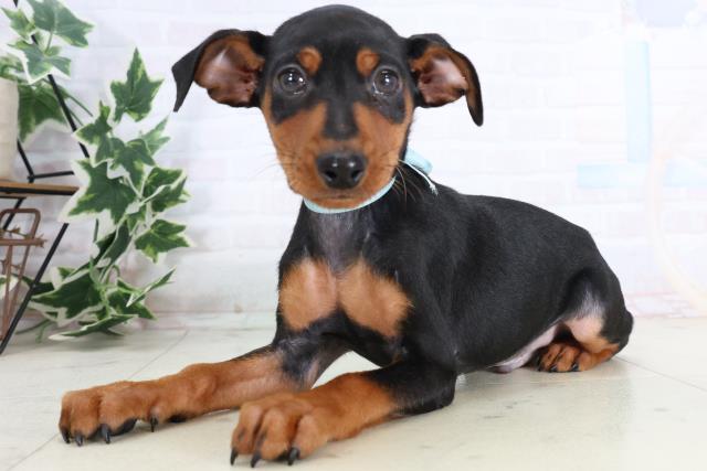 福岡県のミニチュアピンシャー (Coo&RIKU福岡古賀店/2025年11月20日生まれ/男の子/ブラックタン)の子犬の3枚目の画像