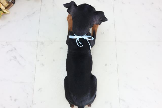 福岡県のミニチュアピンシャー (Coo&RIKU福岡古賀店/2025年11月20日生まれ/男の子/ブラックタン)の子犬の4枚目の画像