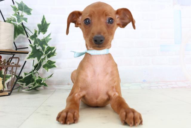 広島県のミニチュアピンシャー (Coo&RIKU東広島店/2025年11月20日生まれ/男の子/レッド)の子犬