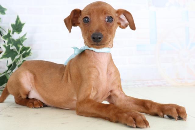 広島県のミニチュアピンシャー (Coo&RIKU東広島店/2025年11月20日生まれ/男の子/レッド)の子犬の2枚目の画像