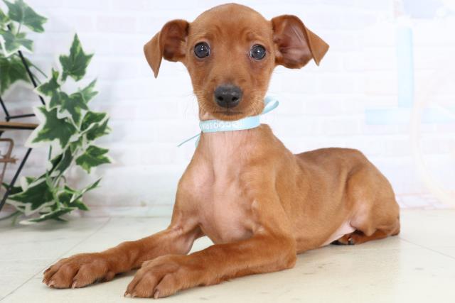 広島県のミニチュアピンシャー (Coo&RIKU東広島店/2025年11月20日生まれ/男の子/レッド)の子犬の3枚目の画像