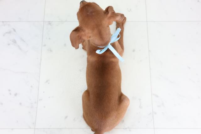 広島県のミニチュアピンシャー (Coo&RIKU東広島店/2025年11月20日生まれ/男の子/レッド)の子犬の4枚目の画像