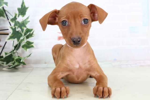 広島県のミニチュアピンシャー (Coo&RIKU福山店/2025年11月20日生まれ/女の子/レッド)の子犬