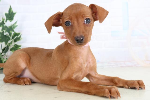 広島県のミニチュアピンシャー (Coo&RIKU福山店/2025年11月20日生まれ/女の子/レッド)の子犬の2枚目の画像