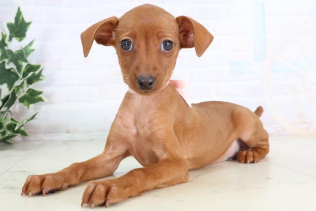 広島県のミニチュアピンシャー (Coo&RIKU福山店/2025年11月20日生まれ/女の子/レッド)の子犬の3枚目の画像