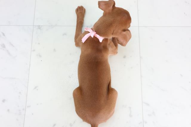 広島県のミニチュアピンシャー (Coo&RIKU福山店/2025年11月20日生まれ/女の子/レッド)の子犬の4枚目の画像