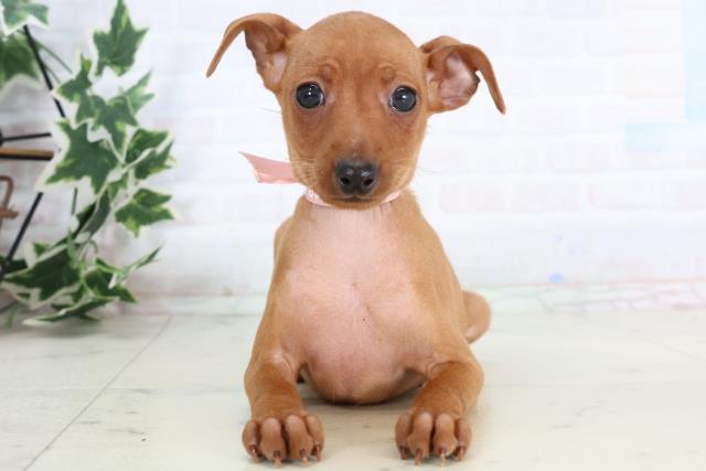 山口県のミニチュアピンシャー (Coo&RIKUサンパークあじす店/2025年11月20日生まれ/女の子/レッド)の子犬