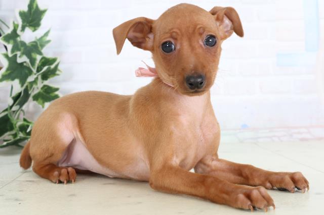 山口県のミニチュアピンシャー (Coo&RIKUサンパークあじす店/2025年11月20日生まれ/女の子/レッド)の子犬の2枚目の画像