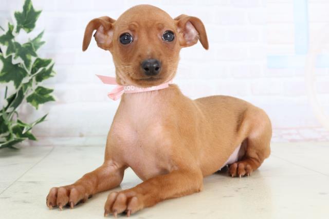 山口県のミニチュアピンシャー (Coo&RIKUサンパークあじす店/2025年11月20日生まれ/女の子/レッド)の子犬の3枚目の画像