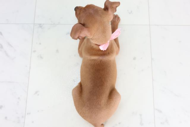 山口県のミニチュアピンシャー (Coo&RIKUサンパークあじす店/2025年11月20日生まれ/女の子/レッド)の子犬の4枚目の画像