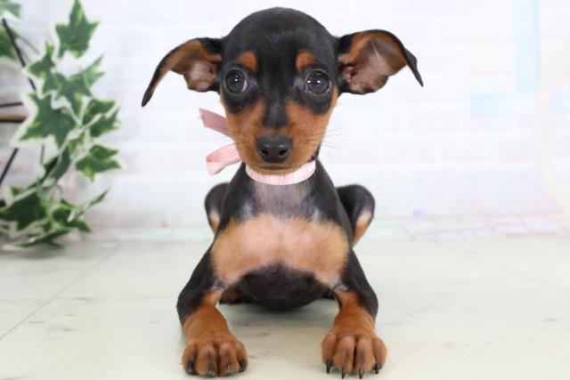 岡山県のミニチュアピンシャー (Coo&RIKU岡山店/2025年11月20日生まれ/女の子/ブラックタン)の子犬