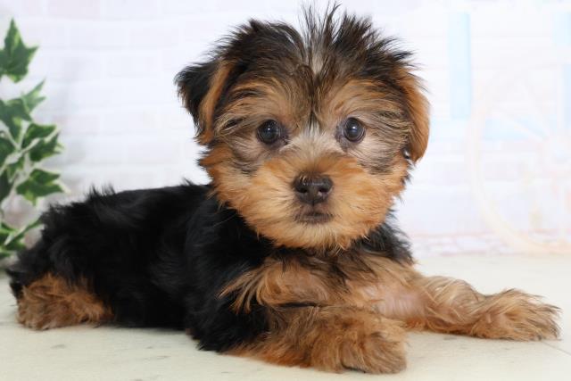 福岡県のヨークシャーテリア (Coo&RIKU小倉店/2025年11月20日生まれ/男の子/スチールブルータン)の子犬の2枚目の画像