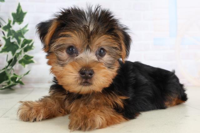 福岡県のヨークシャーテリア (Coo&RIKU小倉店/2025年11月20日生まれ/男の子/スチールブルータン)の子犬の3枚目の画像