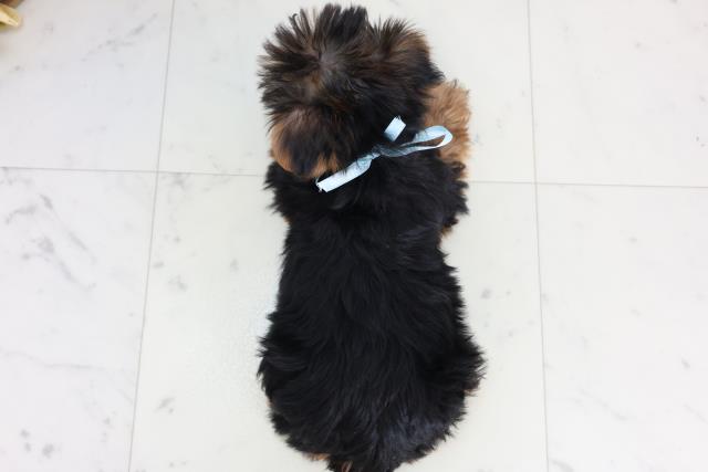 福岡県のヨークシャーテリア (Coo&RIKU小倉店/2025年11月20日生まれ/男の子/スチールブルータン)の子犬の4枚目の画像