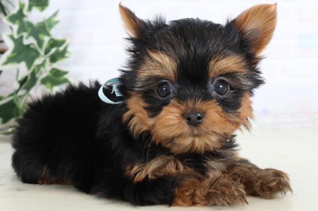 広島県のヨークシャーテリア (Coo&RIKUゆめタウン大竹店/2025年11月20日生まれ/男の子/スチールブルータン)の子犬の2枚目の画像