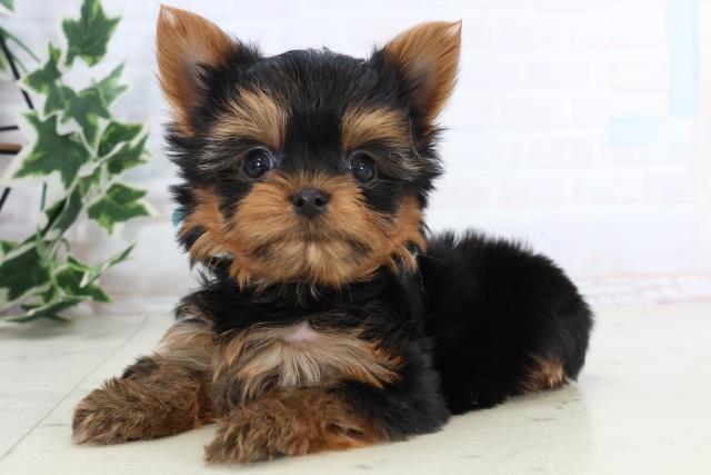 広島県のヨークシャーテリア (Coo&RIKUゆめタウン大竹店/2025年11月20日生まれ/男の子/スチールブルータン)の子犬の3枚目の画像