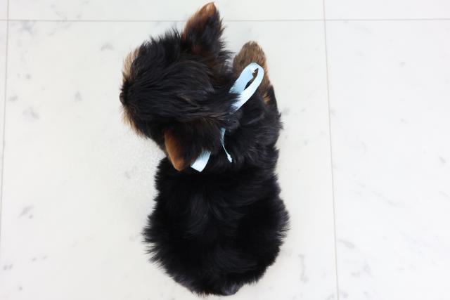 広島県のヨークシャーテリア (Coo&RIKUゆめタウン大竹店/2025年11月20日生まれ/男の子/スチールブルータン)の子犬の4枚目の画像